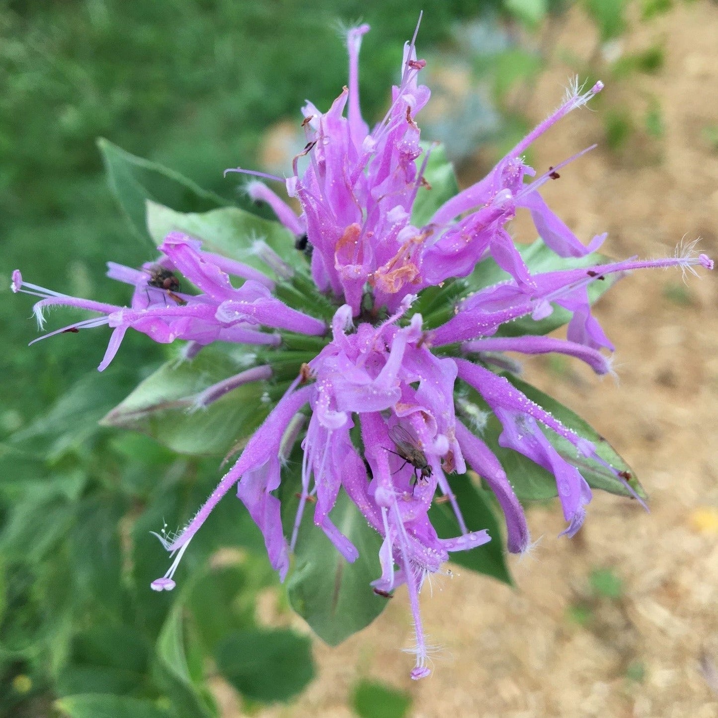 MONARDE BERGAMOTE SAUVAGE Le Jardin Mellifere