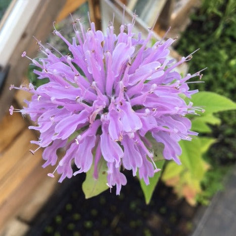 MONARDE BERGAMOTE SAUVAGE Le Jardin Mellifere