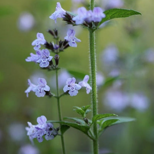 NEPETA SUB GRAND VIEW Le Jardin Mellifere