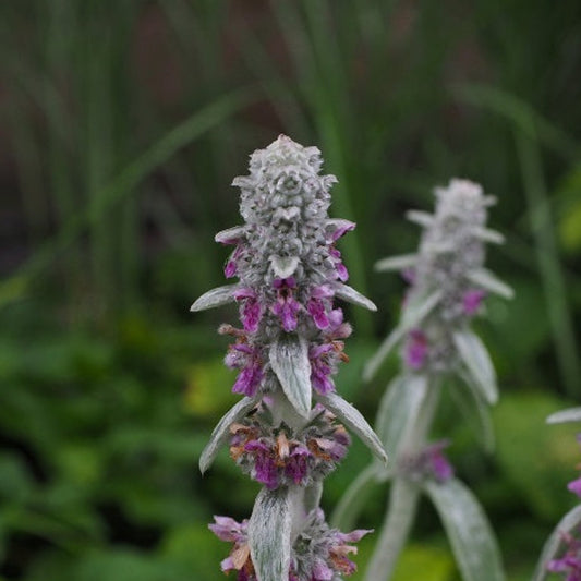 OREILLES D'OURS "Stachys byzantina" Le Jardin Mellifere