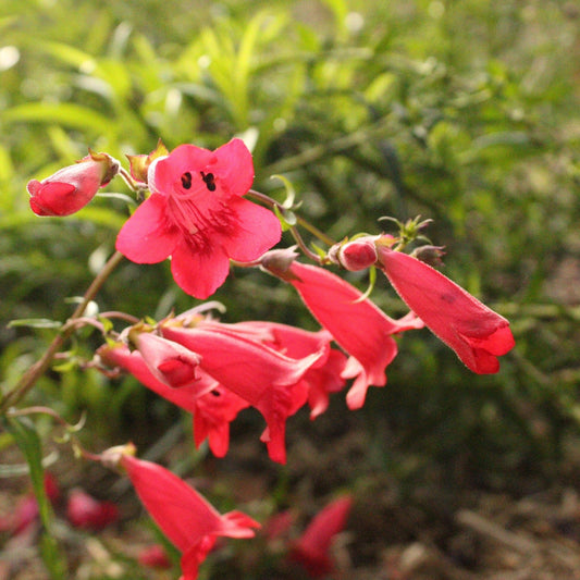 PENSTEMON BARBATUS COCCINEUS ROUGE Le Jardin Mellifere