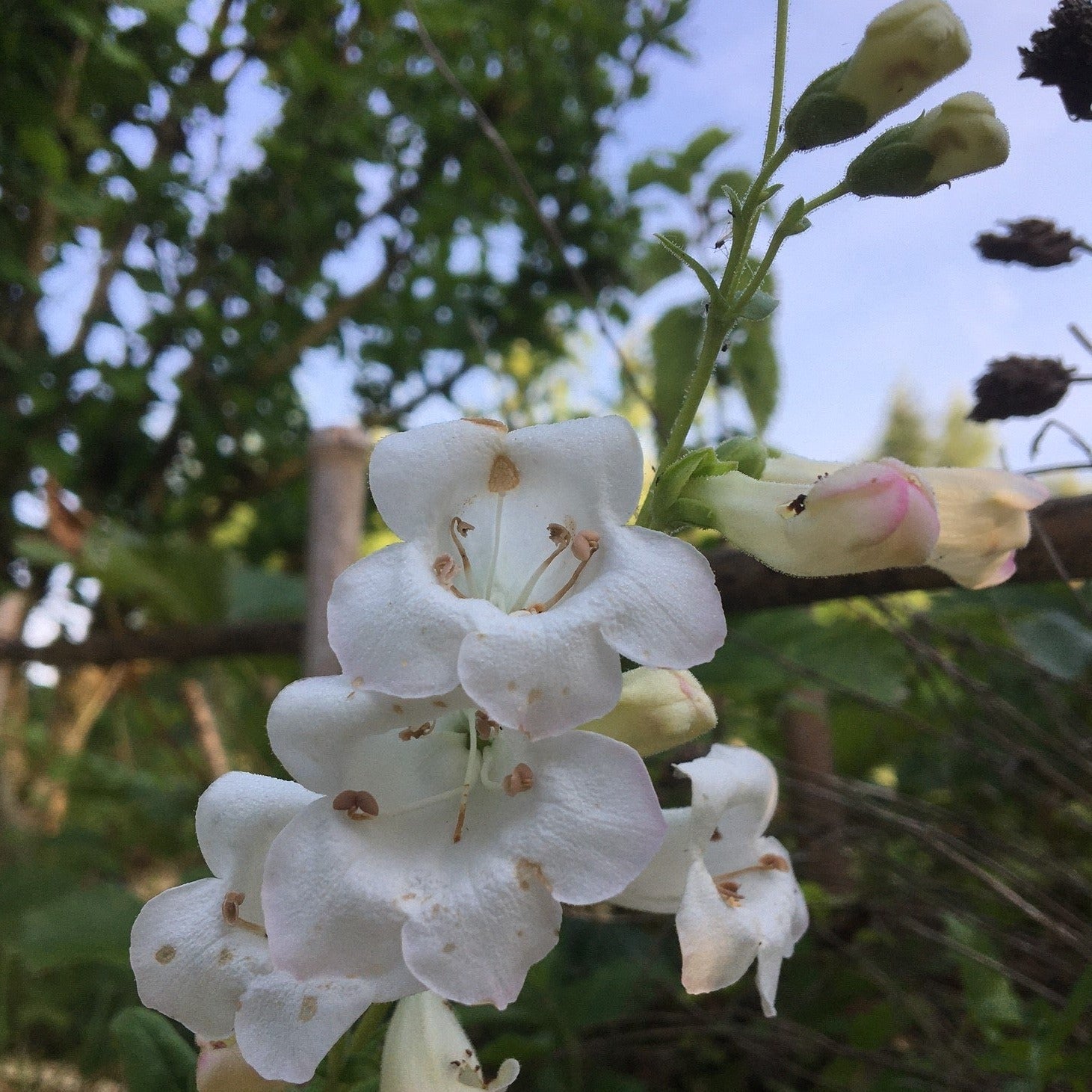 PENSTEMON DIGITALIS MYSTICA Le Jardin Mellifere