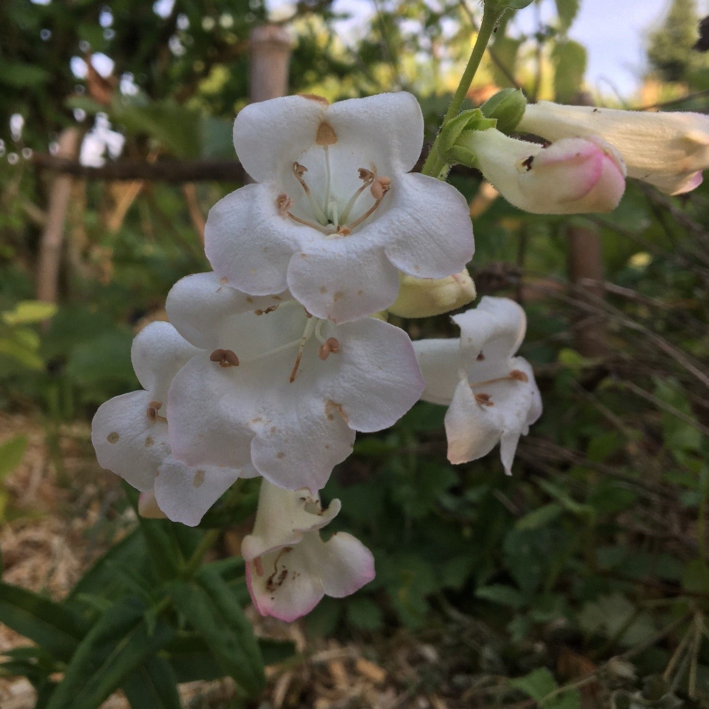 PENSTEMON DIGITALIS MYSTICA Le Jardin Mellifere