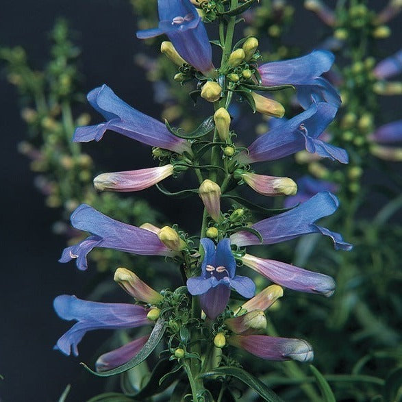 PENSTEMON HETEROPHYLLUS ELECTRIC BLUE Le Jardin Mellifere