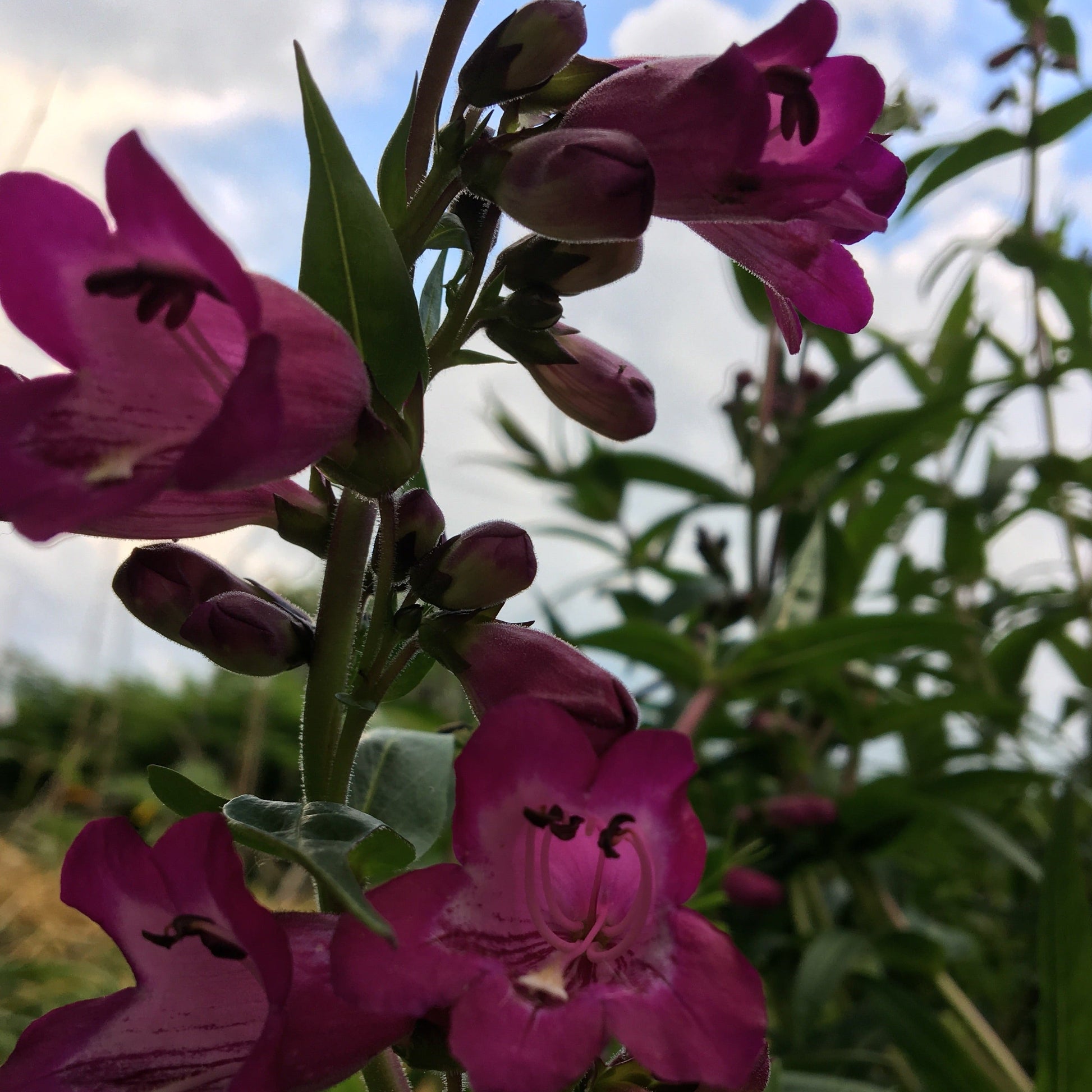 PENSTEMON ROSE Le Jardin Mellifere