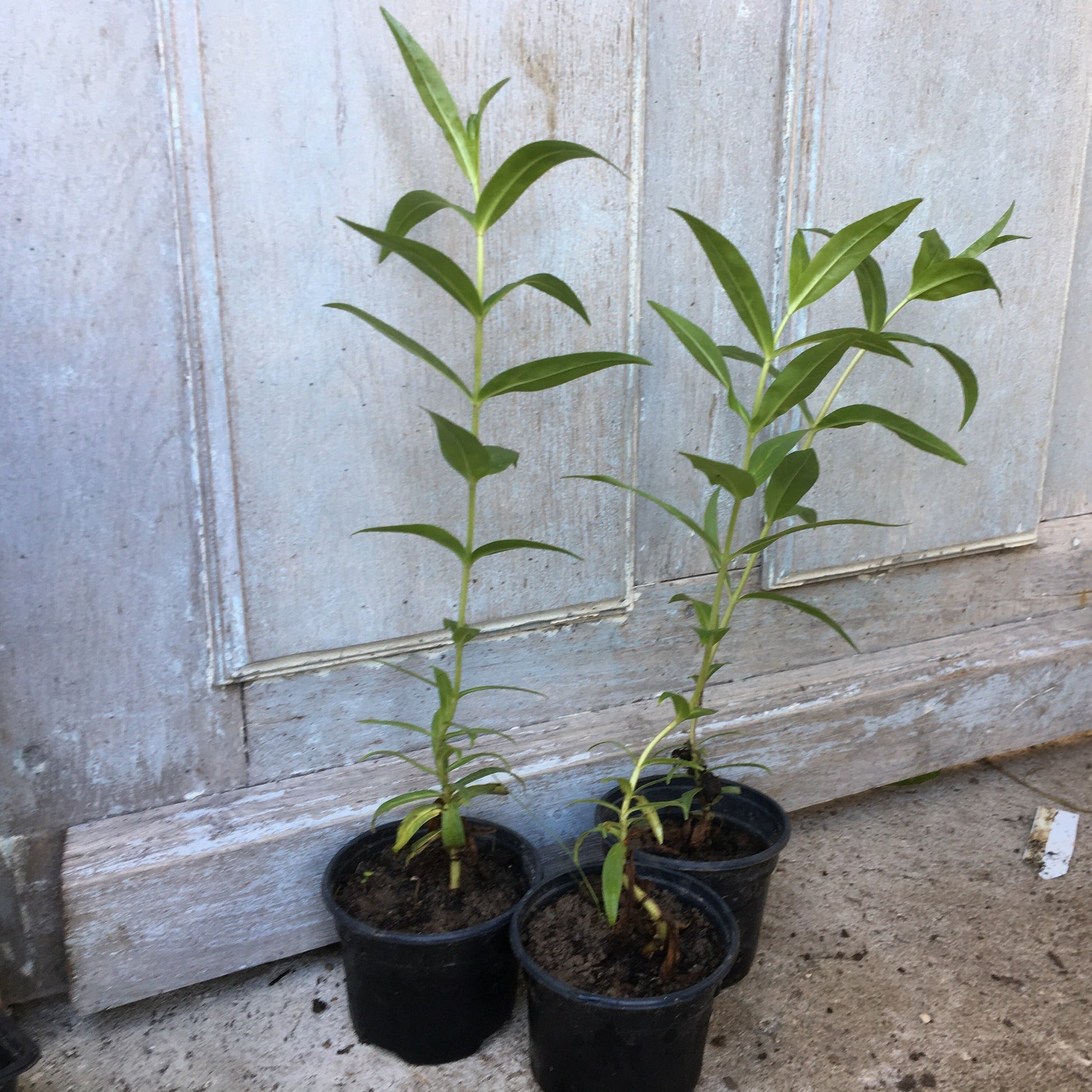 PENSTEMON ROSE Le Jardin Mellifere