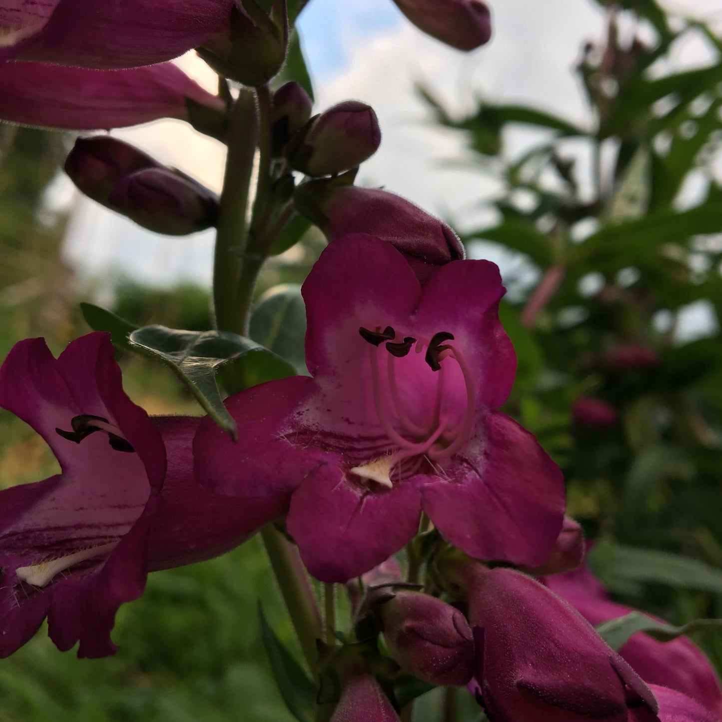 PENSTEMON ROSE Le Jardin Mellifere