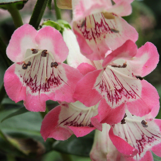 PENSTEMON ROSE "souvenir d'Adrien Régnier" Le Jardin Mellifere