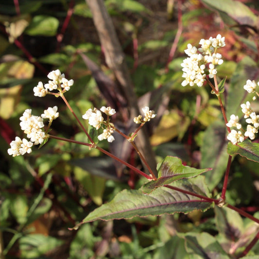 PERSICARIA MICROCEPHALA "RED DRAGON" Le Jardin Mellifere