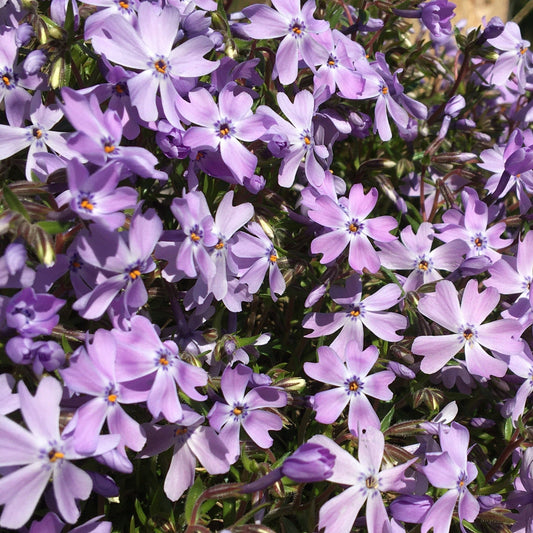 PHLOX SUBULATA BLEU Le Jardin Mellifere