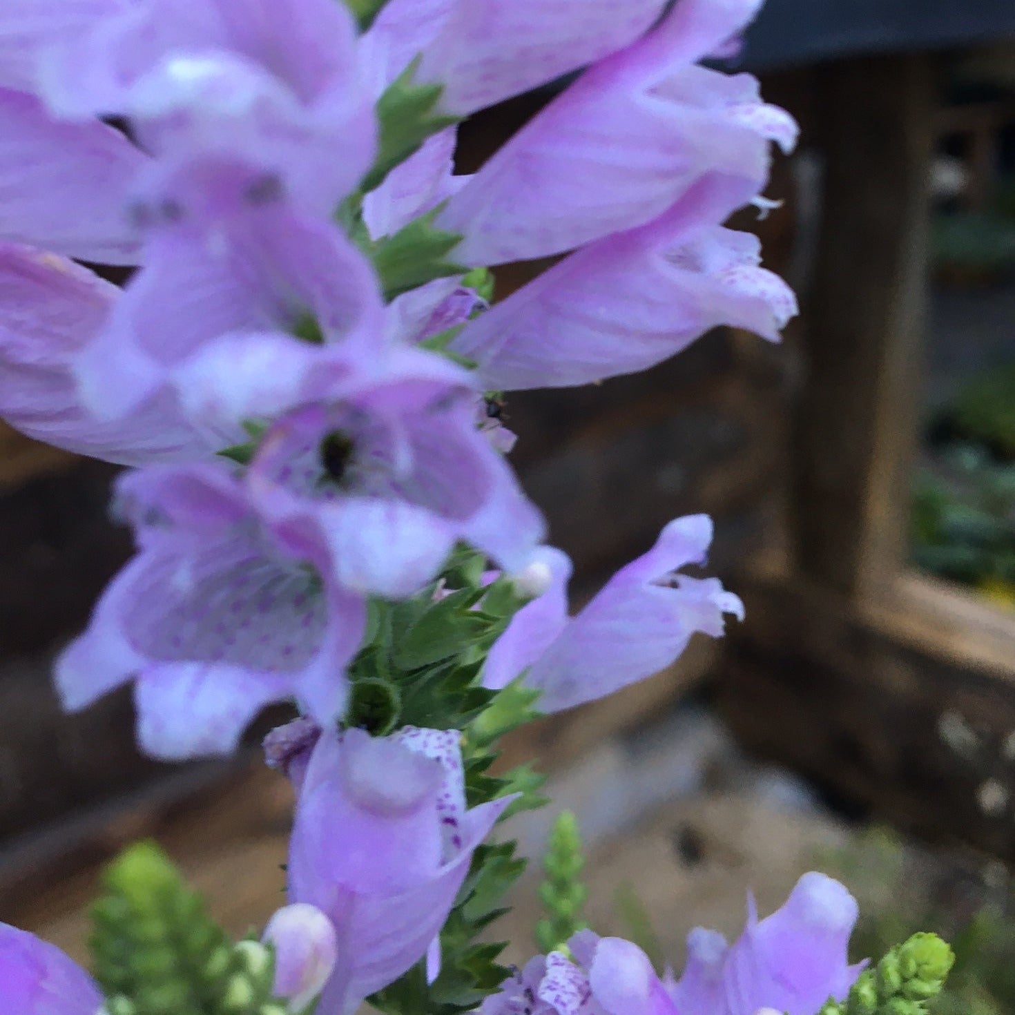 PHYSOSTEGIA VIRGINIACA PINK Le Jardin Mellifere