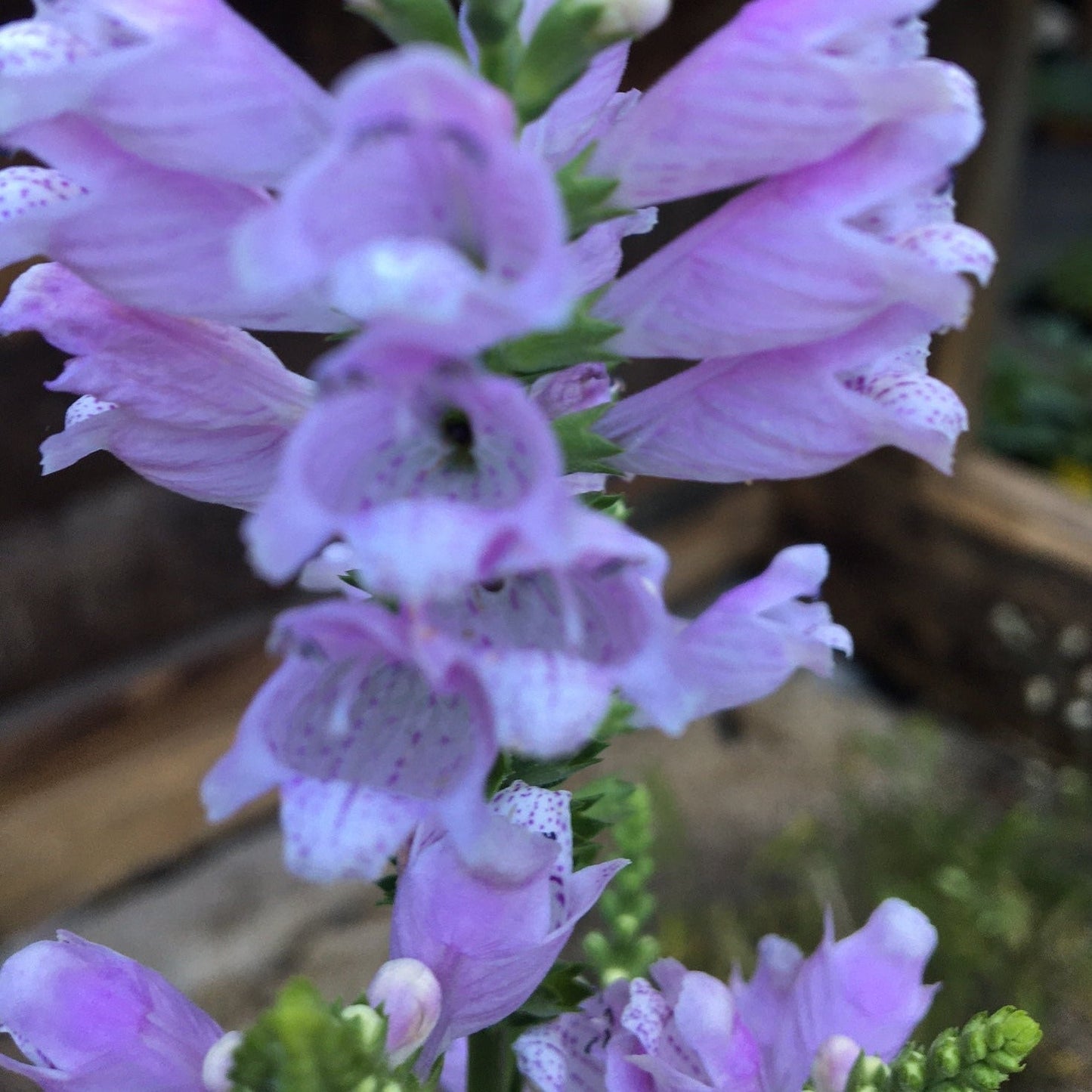 PHYSOSTEGIA VIRGINIACA PINK Le Jardin Mellifere