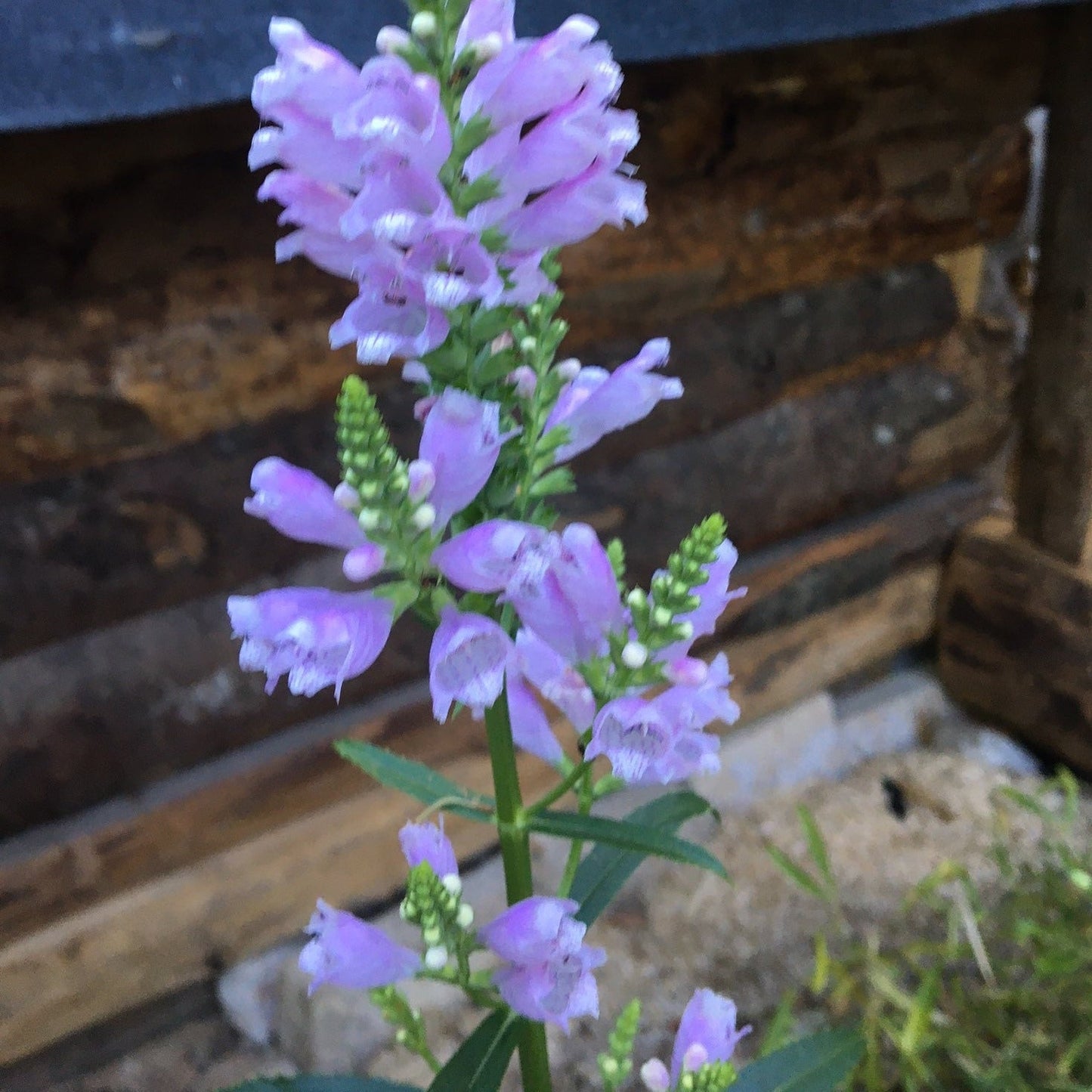 PHYSOSTEGIA VIRGINIACA PINK Le Jardin Mellifere