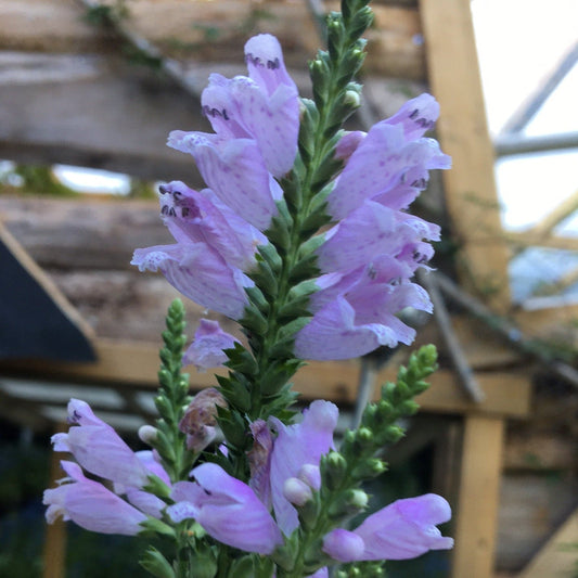 PHYSOSTEGIA VIRGINIACA PINK Le Jardin Mellifere