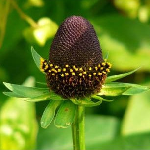 RUDBECKIA GREEN WIZARD Le Jardin Mellifere