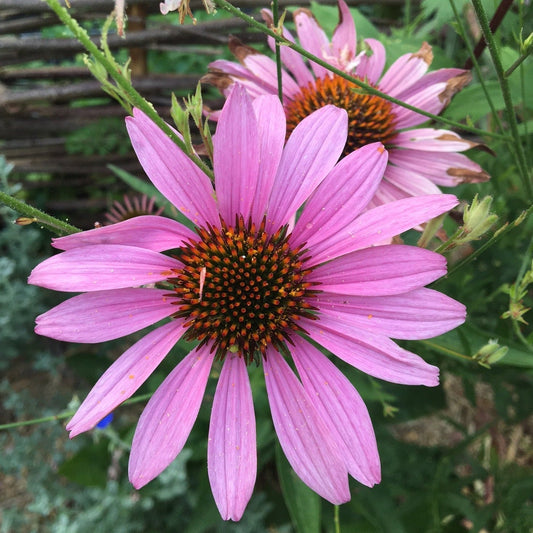 ECHINACEA PURPUREA Le Jardin Mellifere