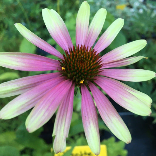 RUDBECKIA PURPUREA  "GREEN TWISTER" Le Jardin Mellifere