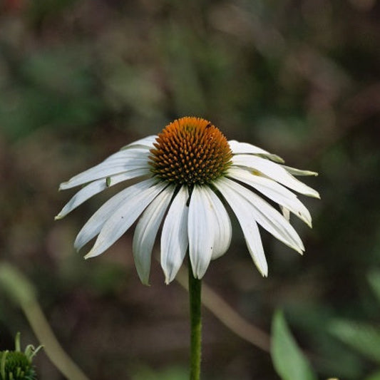 RUDBECKIA PURPUREA "White Swan" Le Jardin Mellifere