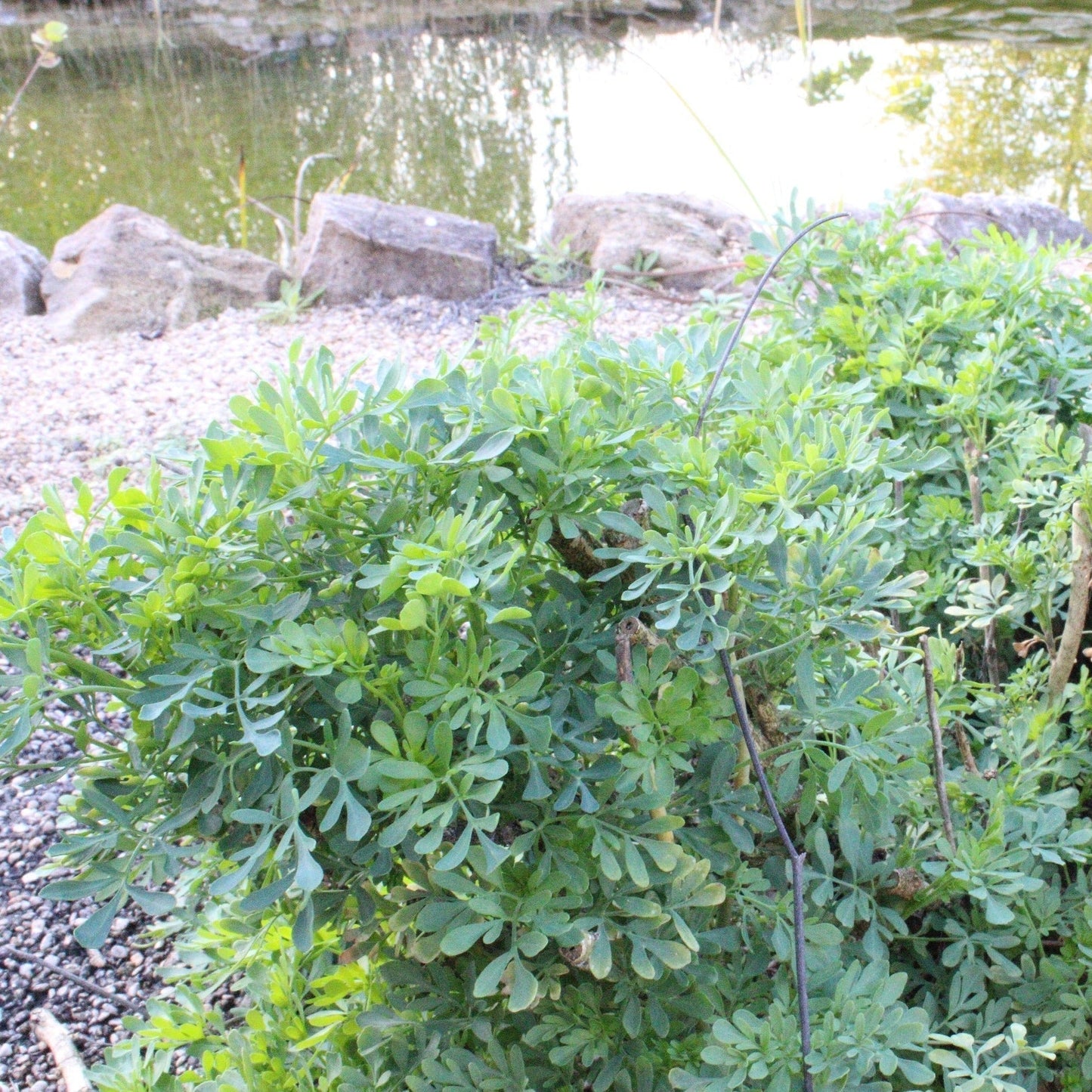 RUTA GRAVEOLENS Le Jardin Mellifere