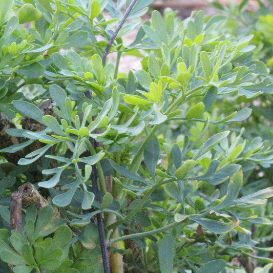 RUTA GRAVEOLENS Le Jardin Mellifere