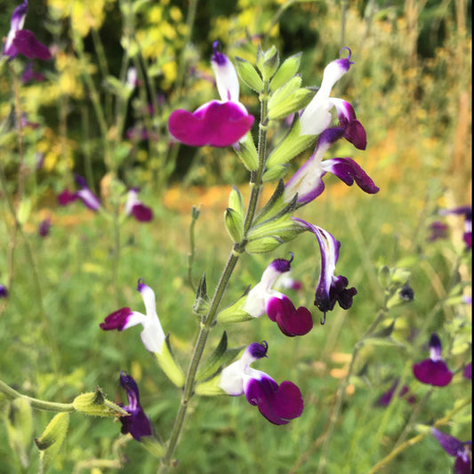 SALVIA AMETHYST LIPS Le Jardin Mellifere