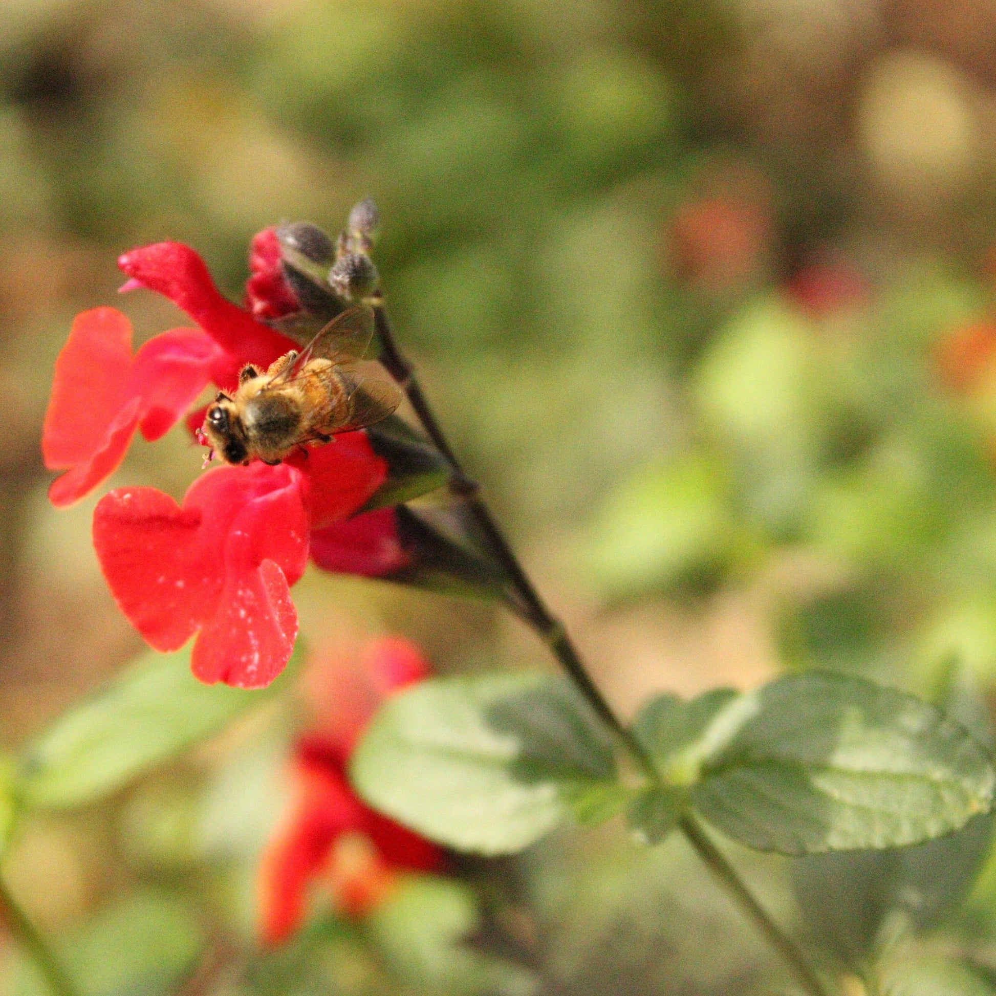 SAUGE DE GRAHAMII Le Jardin Mellifere