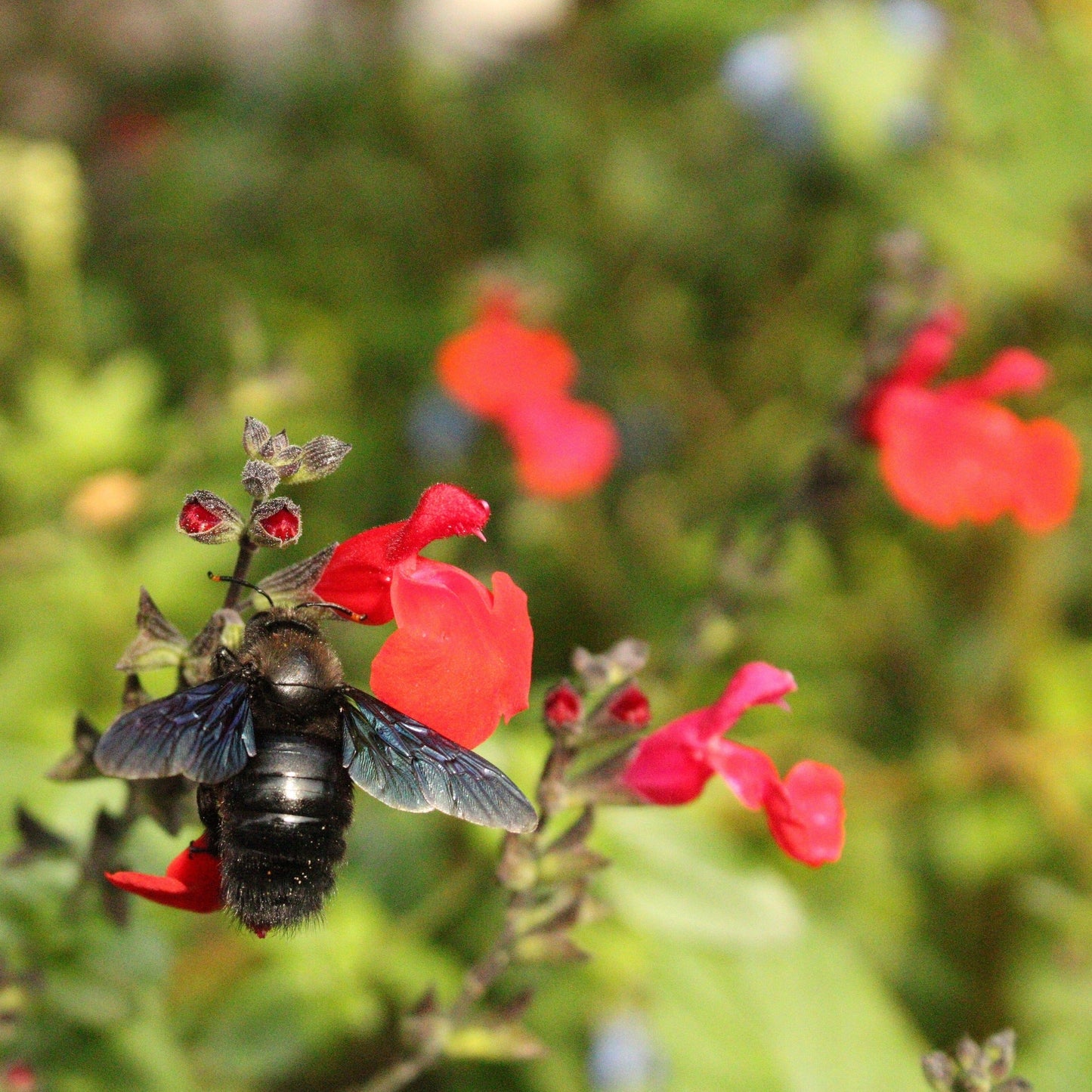 SAUGE DE GRAHAMII Le Jardin Mellifere