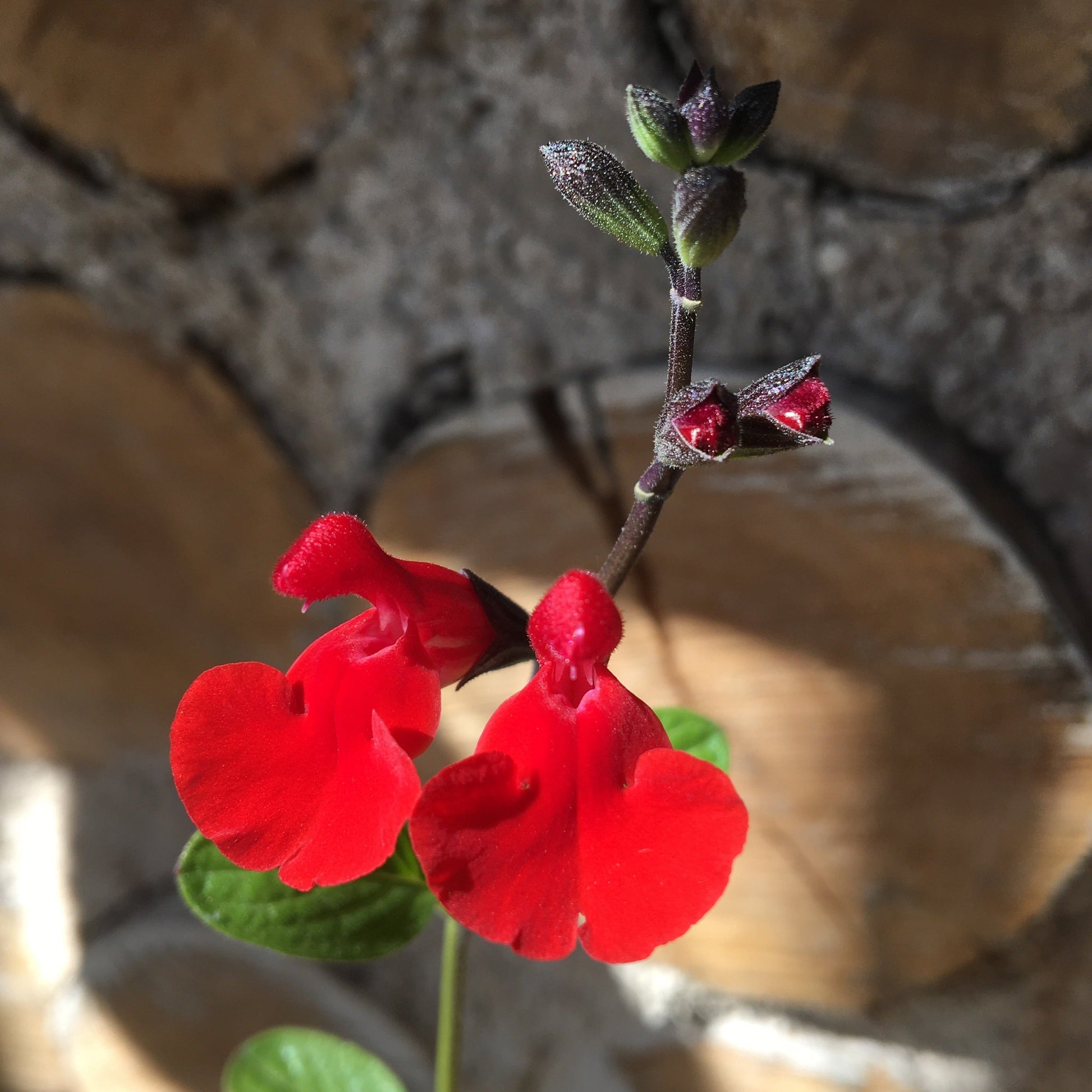 SAUGE DE GRAHAMII Le Jardin Mellifere