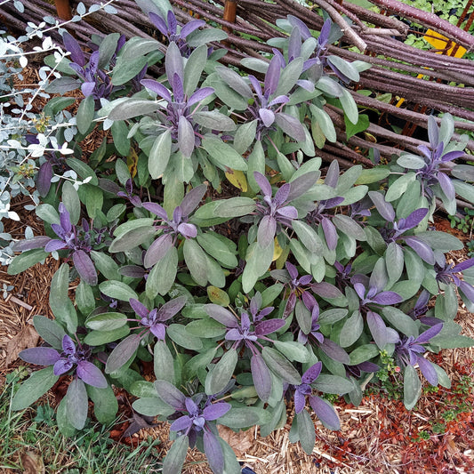 SAUGE OFFICINALE POURPRE Le Jardin Mellifere