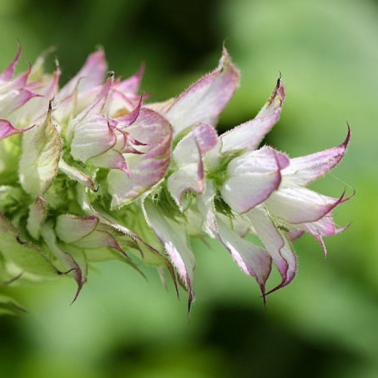 SAUGE SCLAREE Le Jardin Mellifere