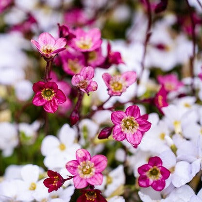 SAXIFRAGE ARENDSII MIX Le Jardin Mellifere