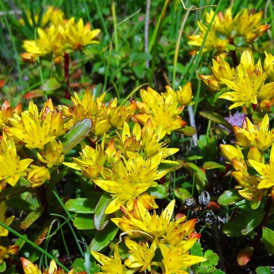 SEDUM DU KAMTCHATKA Le Jardin Mellifere