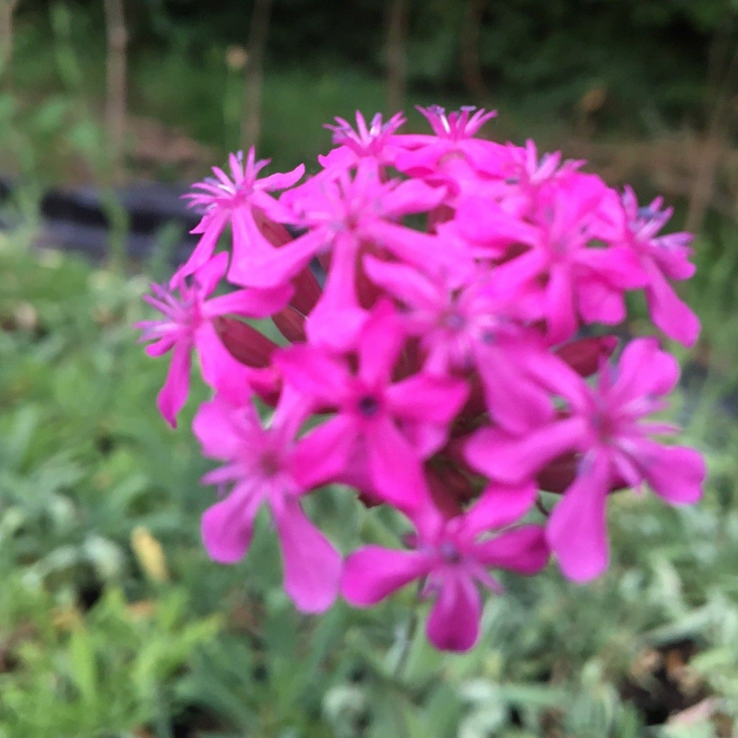 SILENE ORIENTALIS Le Jardin Mellifere