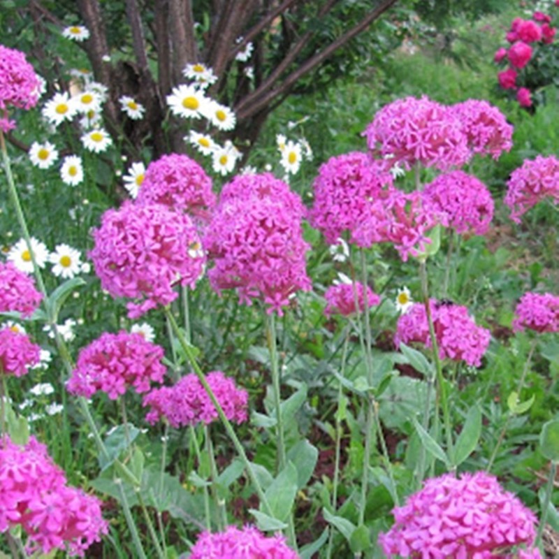 SILENE ORIENTALIS Le Jardin Mellifere