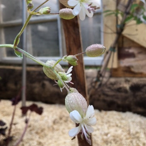 SILENE VULGARIS Le Jardin Mellifere