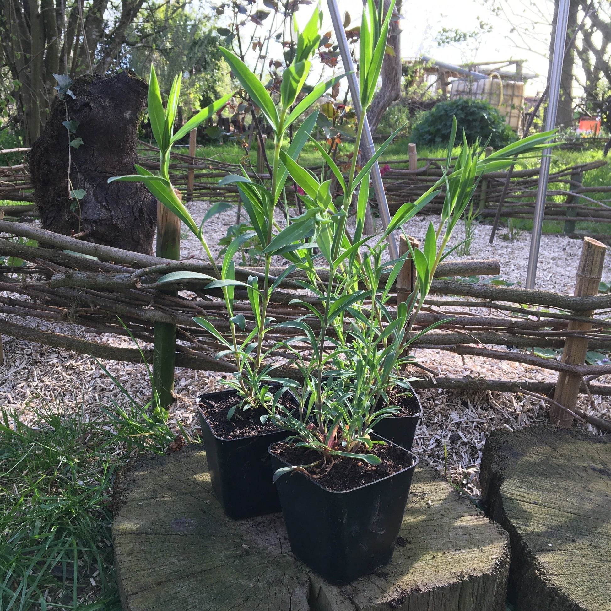 SILENE VULGARIS Le Jardin Mellifere