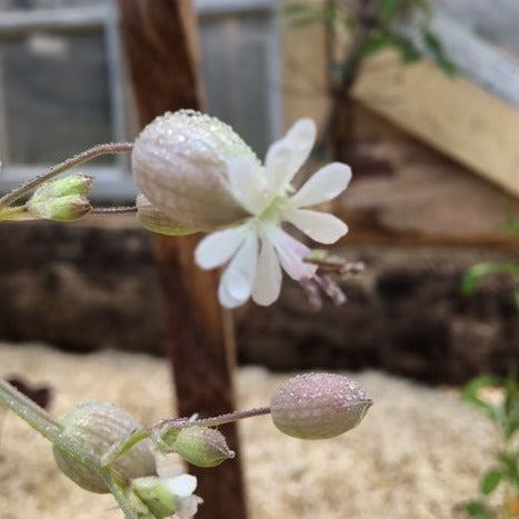 SILENE VULGARIS Le Jardin Mellifere