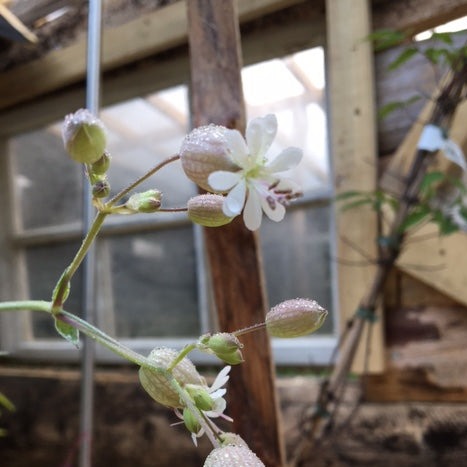 SILENE VULGARIS Le Jardin Mellifere