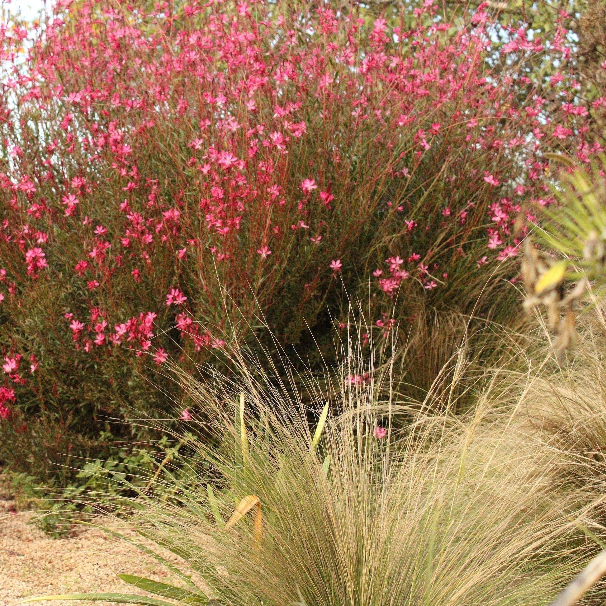 STIPA Le Jardin Mellifere