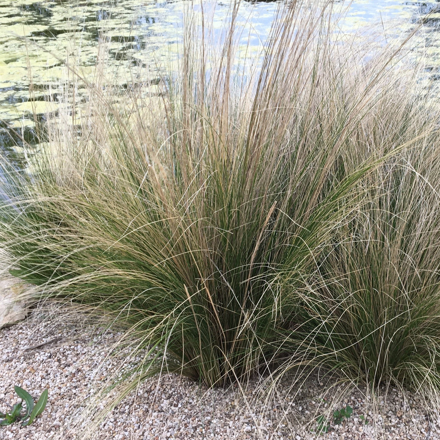 STIPA Le Jardin Mellifere