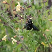 SALVIA MELEN "sauge arbustive"