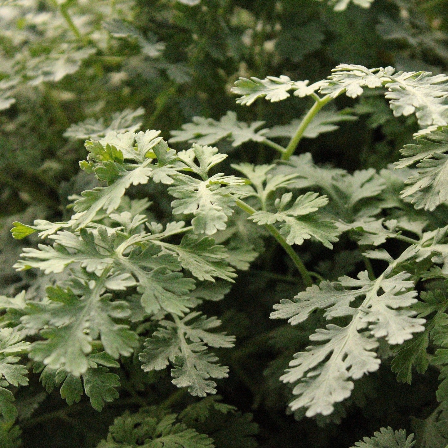 TANACETUM  NIVEUM  BLOOMS Le Jardin Mellifere