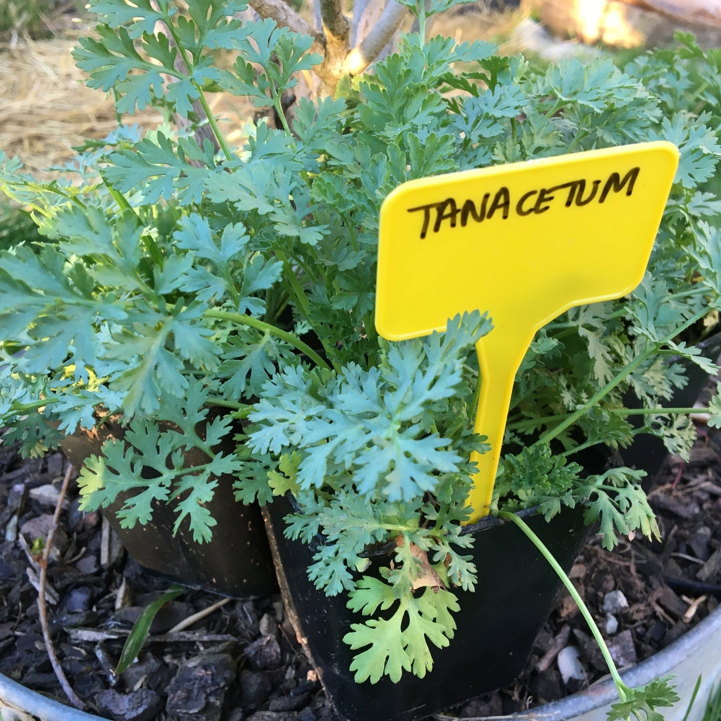 TANACETUM  NIVEUM  BLOOMS Le Jardin Mellifere