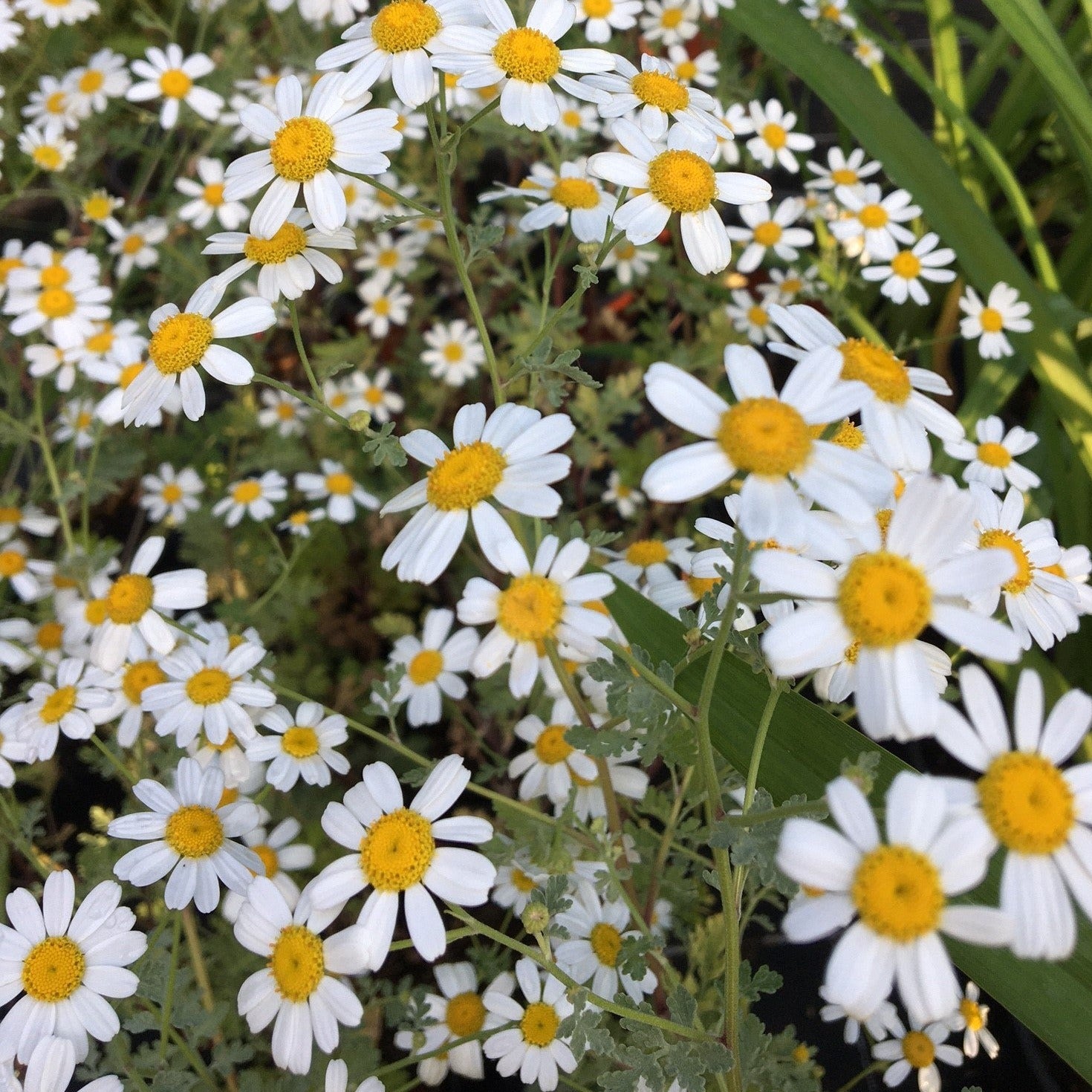 TANACETUM  NIVEUM  BLOOMS Le Jardin Mellifere