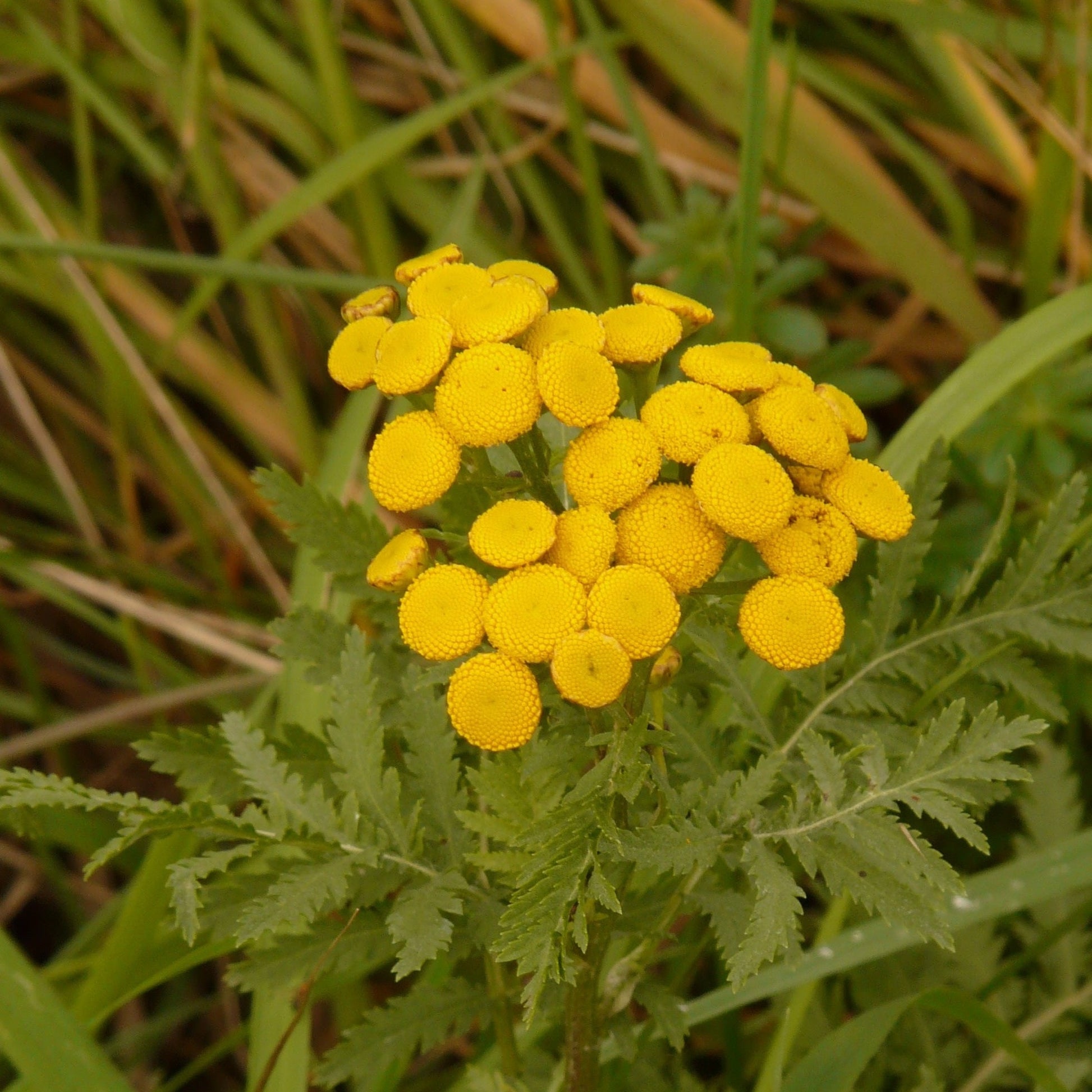 TANAISIE COMMUNE "Tanacetum vulgare" Le Jardin Mellifere