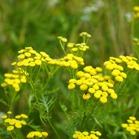 TANAISIE COMMUNE "Tanacetum vulgare" Le Jardin Mellifere