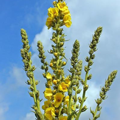 VERBASCUM BOMBY Le Jardin Mellifere