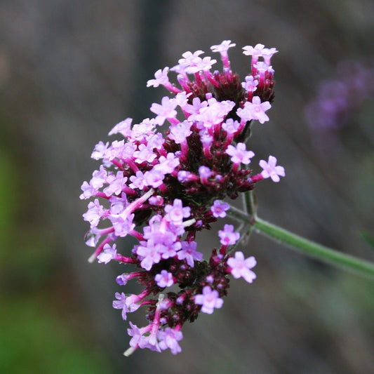 VERBENA BOARIENSIS Le Jardin Mellifere