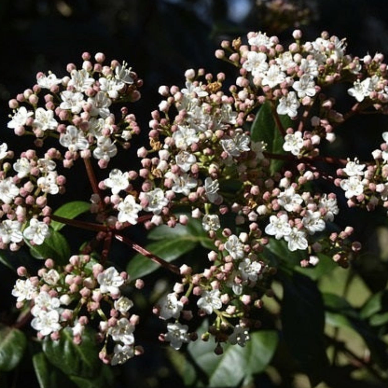 VIBURNUM TINUS Le Jardin Mellifere