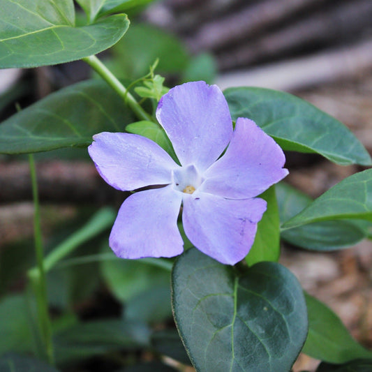 VINCA MAJOR Le Jardin Mellifere